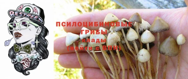 прущие грибы Волосово